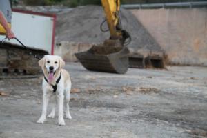 Training Manderbach Lauber 06.09 (057)