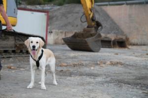 Training Manderbach Lauber 06.09 (058)