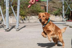 Training Manderbach Lauber 06.09 (071)