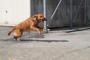 Training Manderbach Lauber 06.09 (073)