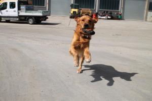 Training Manderbach Lauber 06.09 (084)